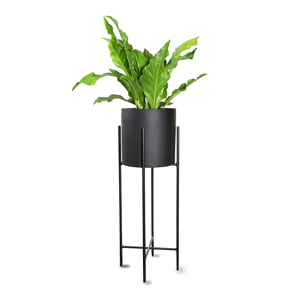 DRACAENA DRACO BRANCHED IN MINT-MIST GREEN PLANTER - دراسينا دراكو المتفرعه في حوض السيراميك 