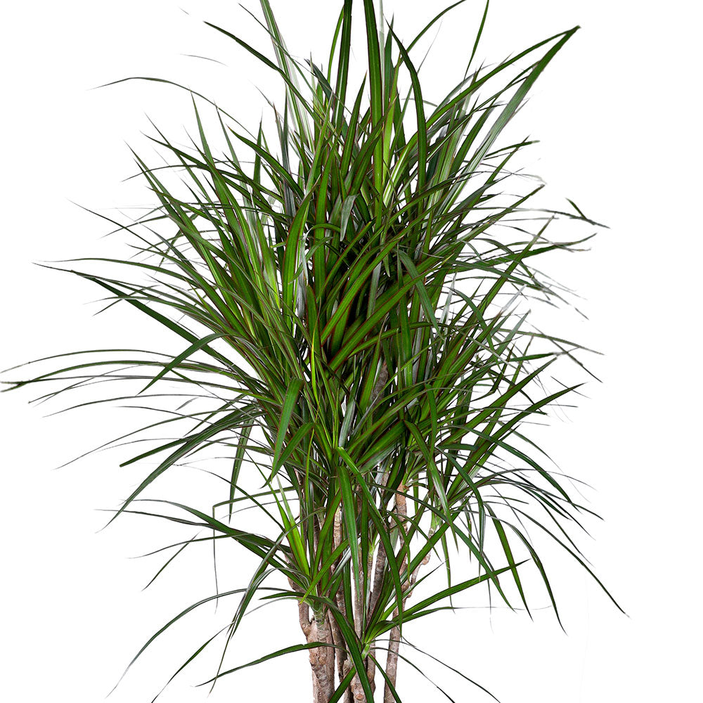 DRACAENA MARGINATA IN VOTORANTIM WHITE CERAMIC  POT