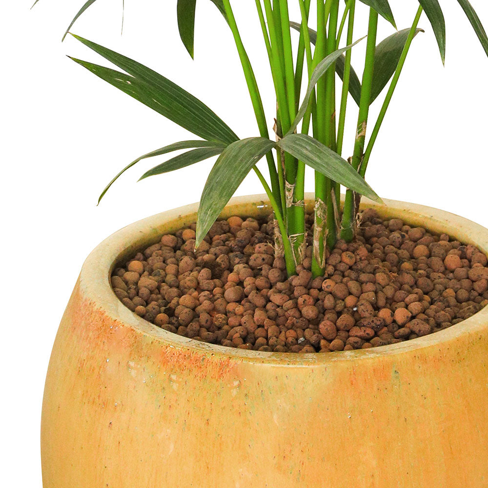 KENTIA PALM IN BEIGE CERAMIC POT - نخلة كينتيا في حوض بيج