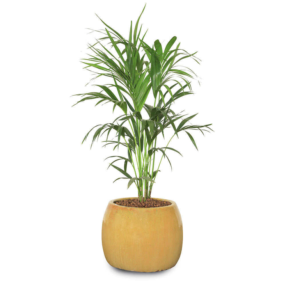 KENTIA PALM IN BEIGE PLANTER - نخلة كينتيا في حوض بيج 