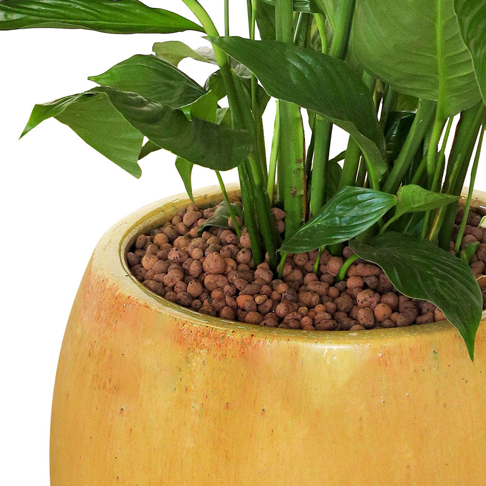 SPATHIPHYLLUM IN BEIGE CERAMIC POT - نبات سباثيفيلوم في حوض بيج