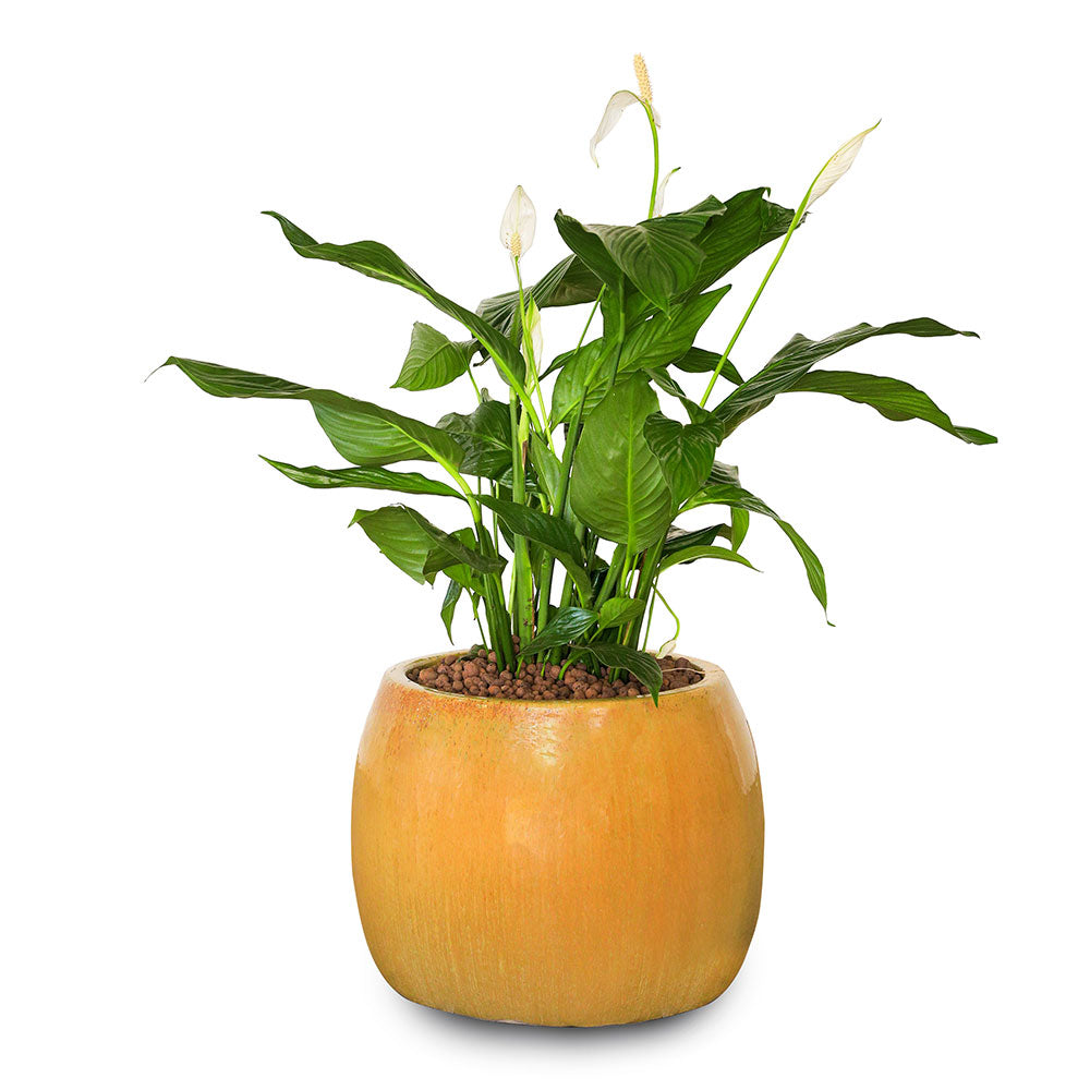 SPATHIPHYLLUM IN BEIGE CERAMIC POT - نبات سباثيفيلوم في حوض بيج