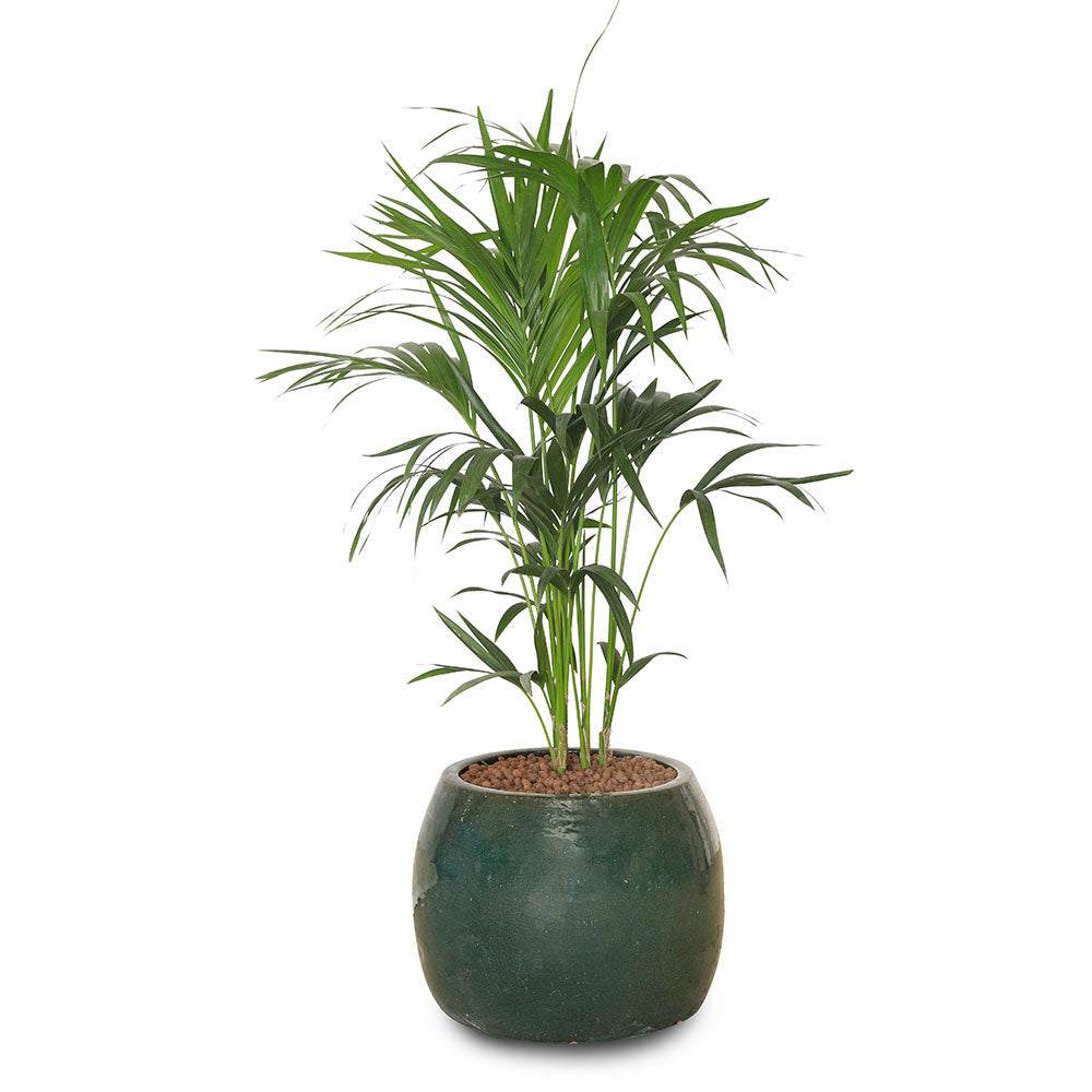 KENTIA PALM IN GREEN CERAMIC POT - نخلة كينتيا في حوض جانديرا خضراء