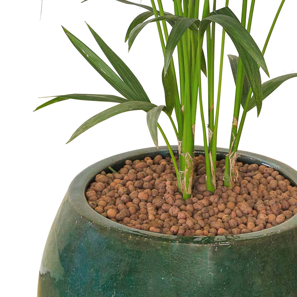 KENTIA PALM IN GREEN CERAMIC POT - نخلة كينتيا في حوض جانديرا خضراء