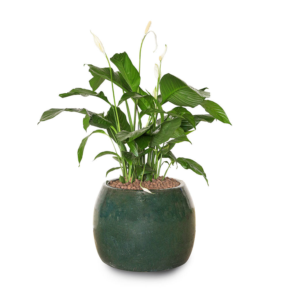 SPATHIPHYLLUM IN GREEN PLANTER - نبات سباثيفيلوم في حوض جانديرا الأخضر 