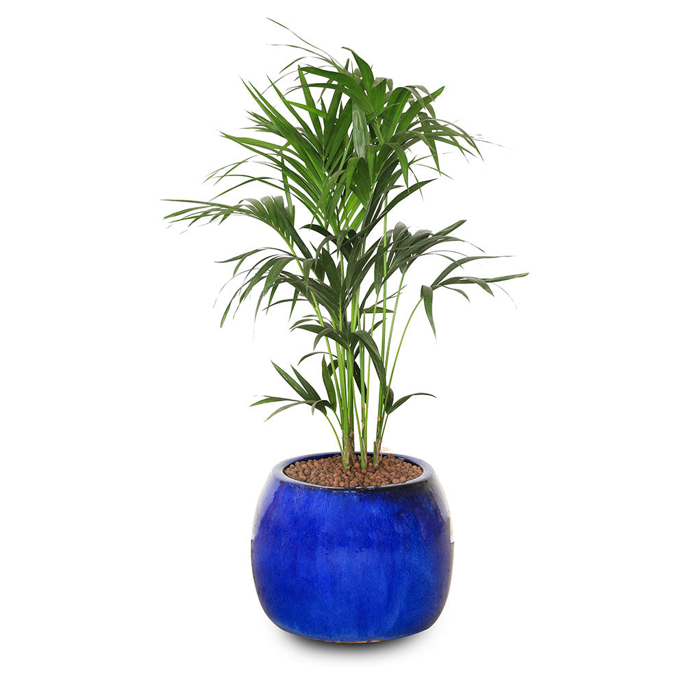 KENTIA PALM IN BLUE PLANTER - نخلة كينتيا تزهو في المادة الزرقاء 