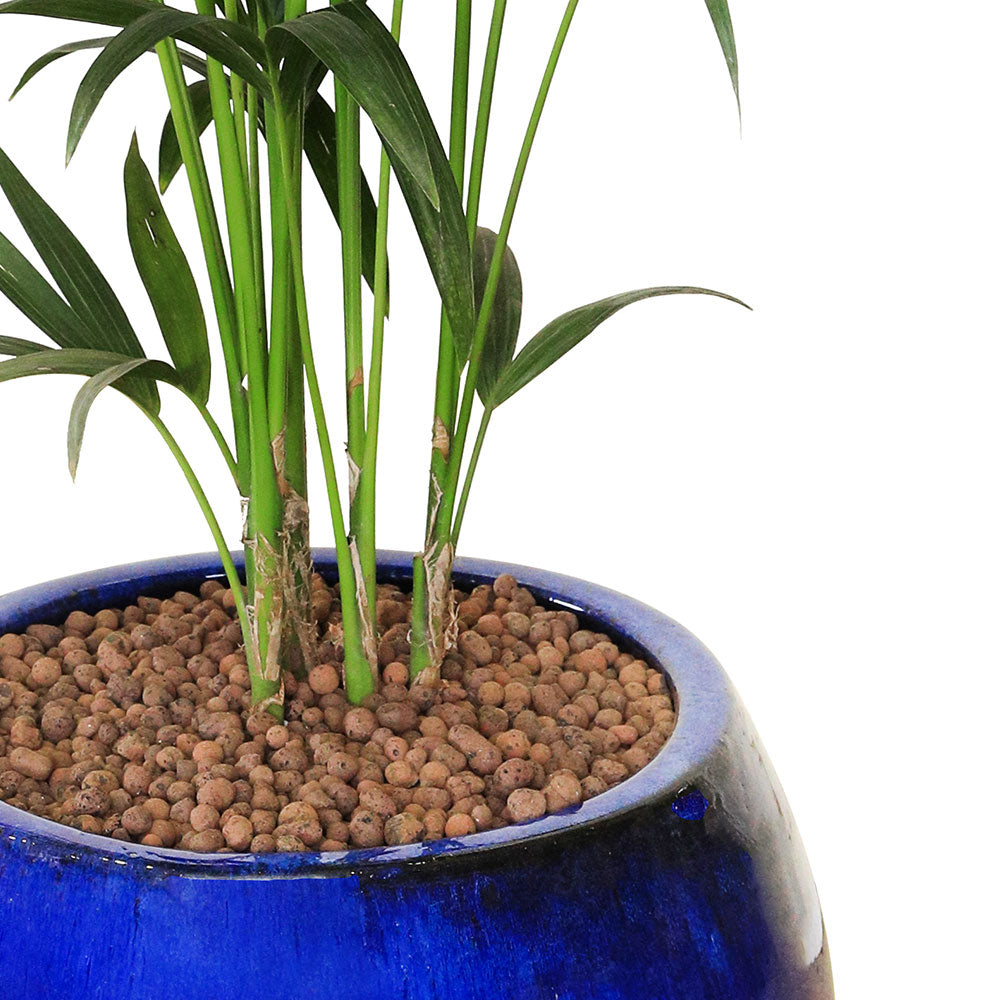 KENTIA PALM IN BLUE PLANTER - نخلة كينتيا تزهو في المادة الزرقاء 