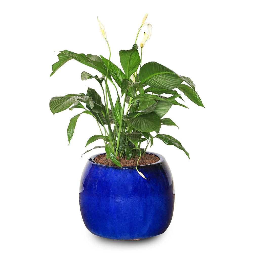 SPATHIPHYLLUM IN BLUE PLANTER - سباثيفيلوم في النباتات الزرقاء 