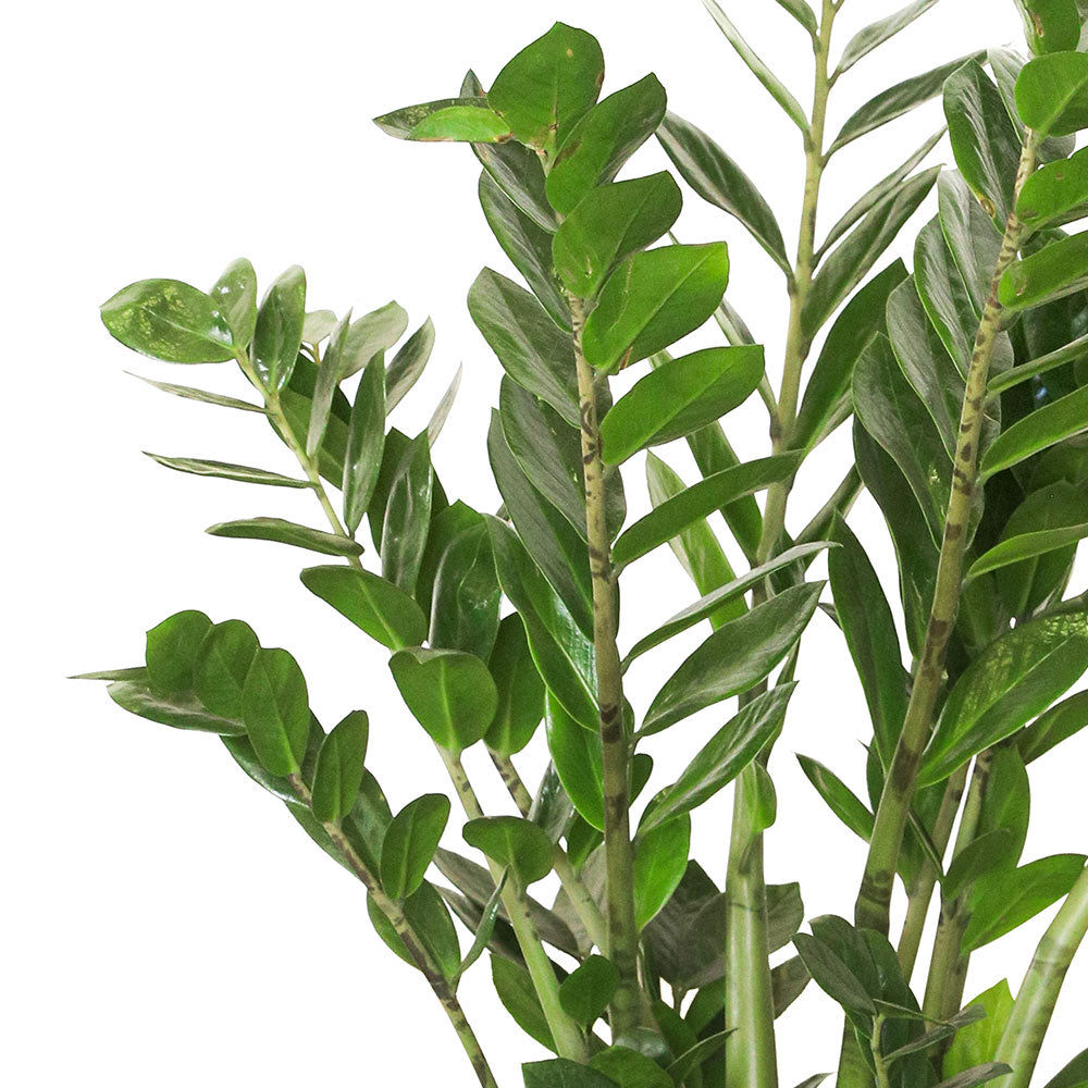 ZAMIOCULCAS ZAMIFOLIA SUPER NOVA - زاميوكولكس زاميفوليا 