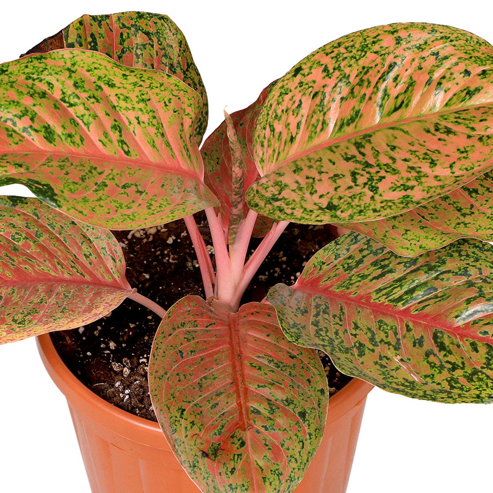 AGLAONEMA WATERMELON UNAKITE اجلونيما واترميلون 