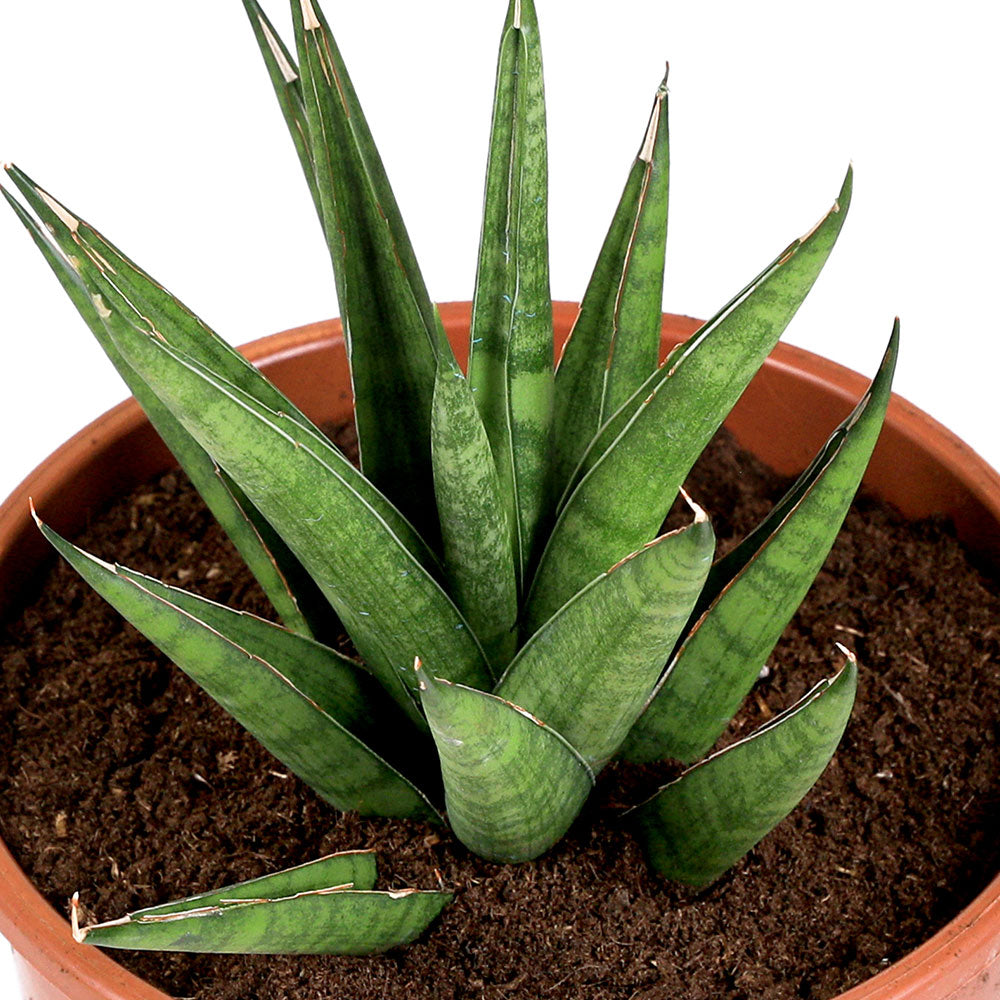 SANSEVERIA FRANCISII - سانسيفيريا فرانسيسي