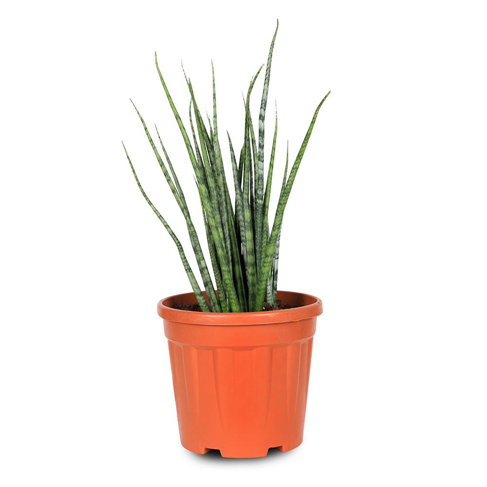 SANSEVERIA BACULARIS - سانسيفيريا باكيولاريس