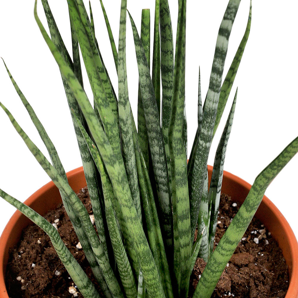 SANSEVERIA BACULARIS - سانسيفيريا باكيولاريس