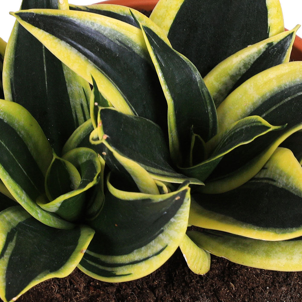 SANSEVIERIA GOLDEN HAHNI - سانسيفيريا جولدن