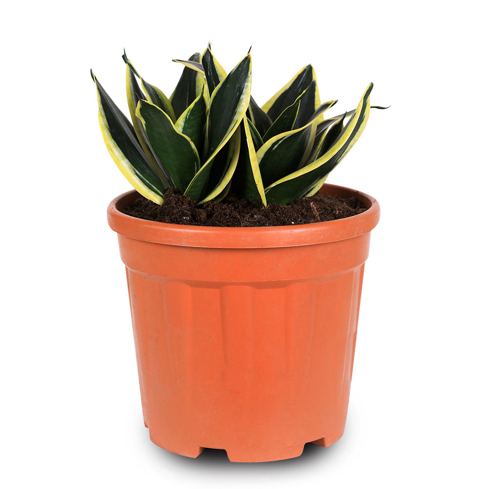 SANSEVIERIA GOLDEN HAHNI - سانسيفيريا جولدن