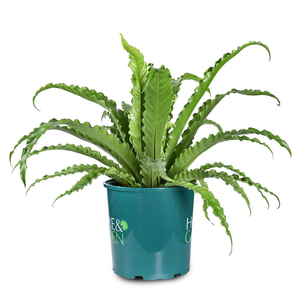 ASPLENIUM NIDUS OSAKA - أسبلينيوم نيدوس أوساكا