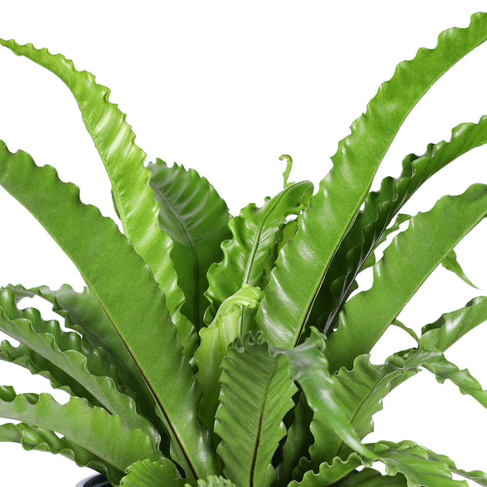 ASPLENIUM NIDUS OSAKA - أسبلينيوم نيدوس أوساكا