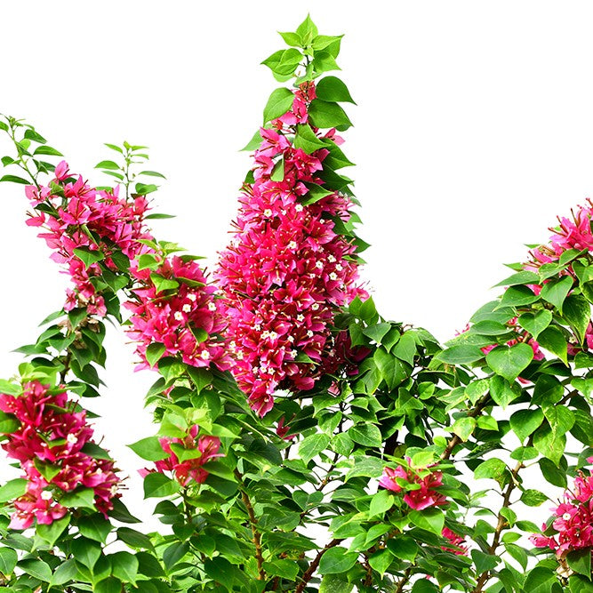 BOUGAINVILLEA CATANIA -  جهنمية (مجنونة)