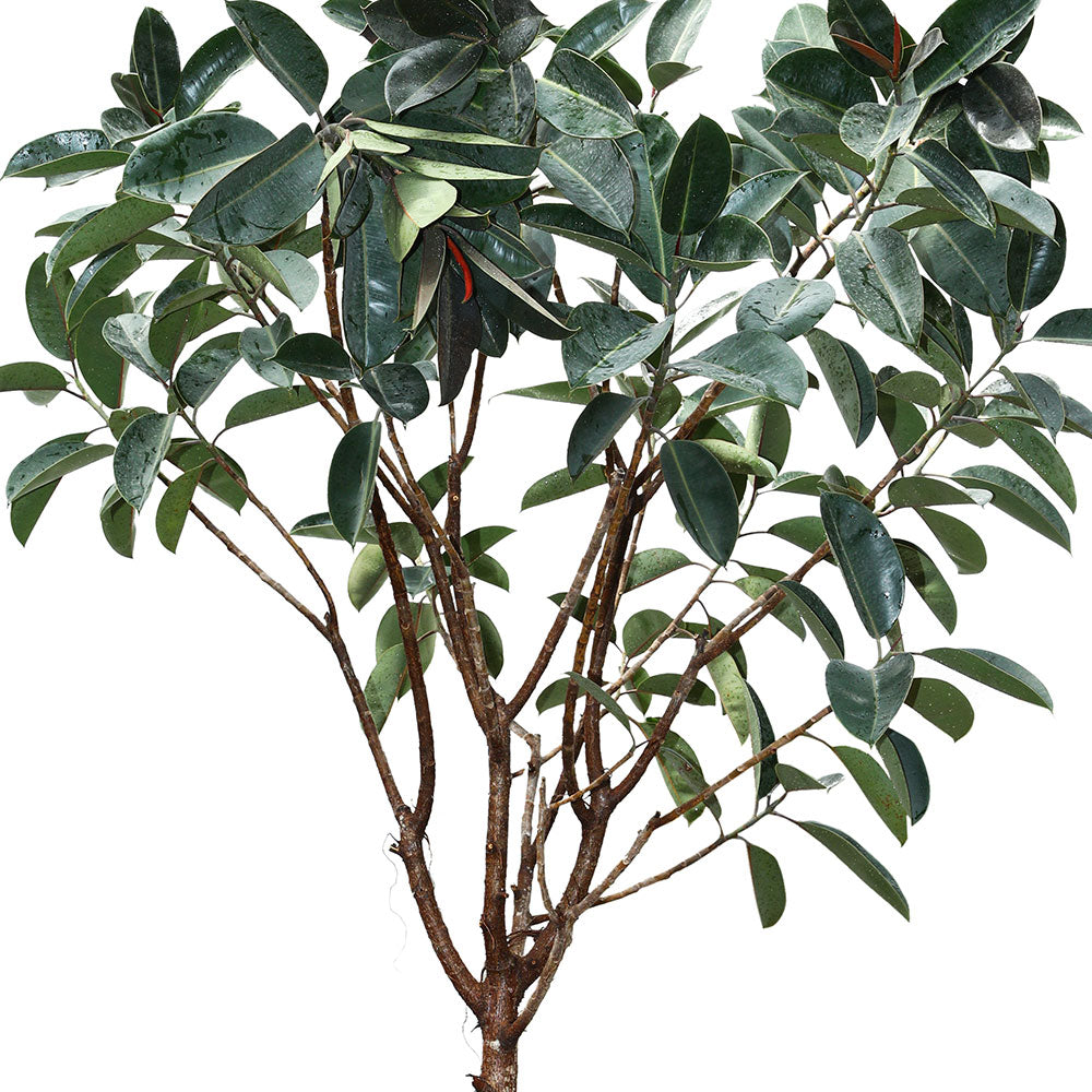 FICUS ELASTICA RUBY TREE فيكس مطاطي 