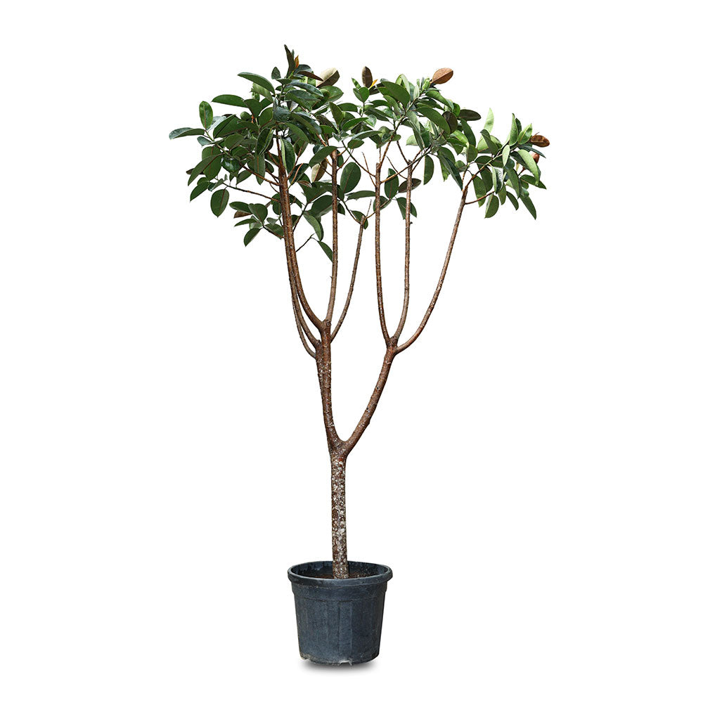 FICUS ELASTICA RUBY TREE فيكس مطاطي 