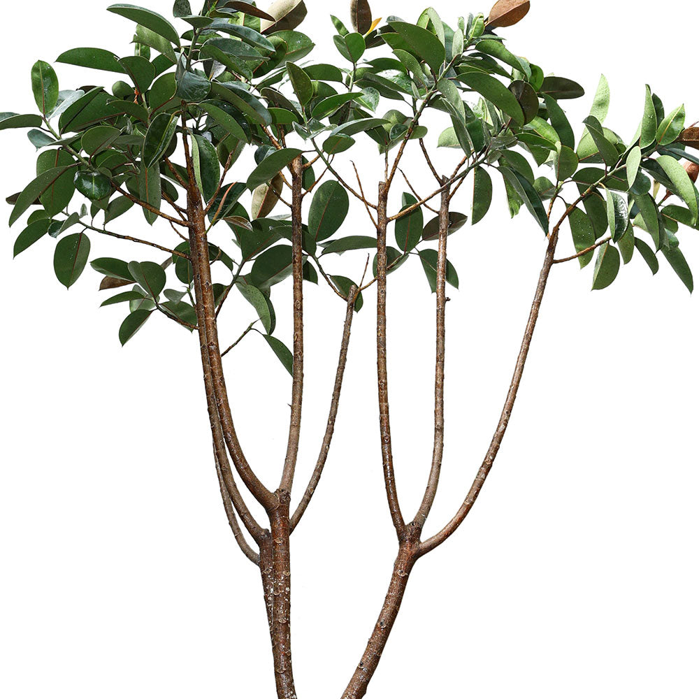 FICUS ELASTICA RUBY TREE فيكس مطاطي 