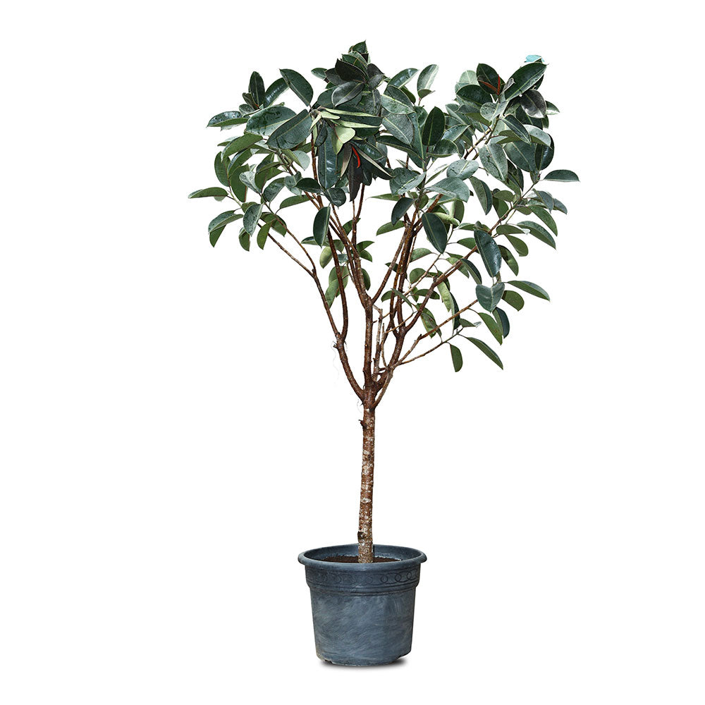 FICUS ELASTICA RUBY TREE فيكس مطاطي 