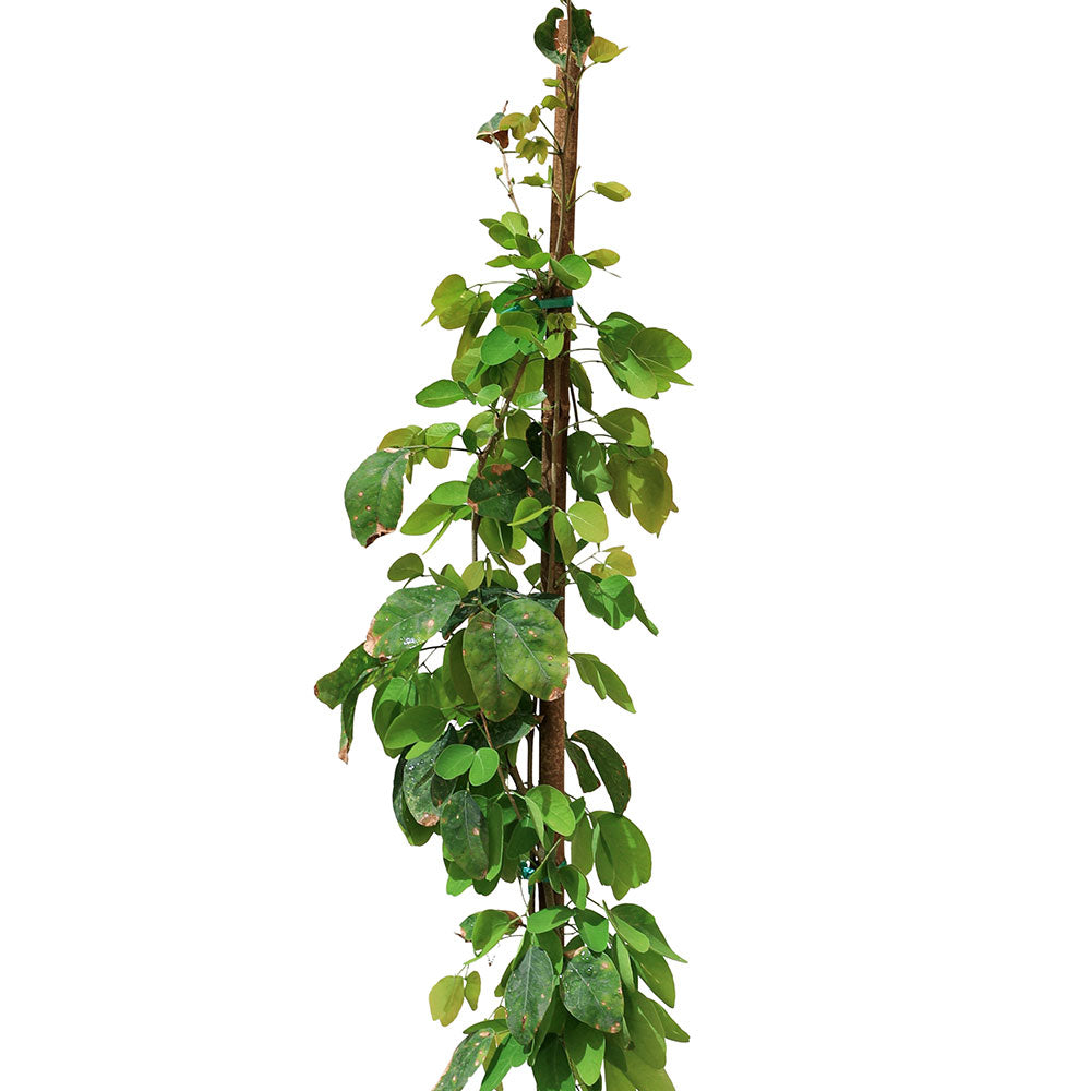 PITHECELLOBIUM DULCE SINGLE TRUNK - شوكة مدراس / لوز هندي ، جذع واحد