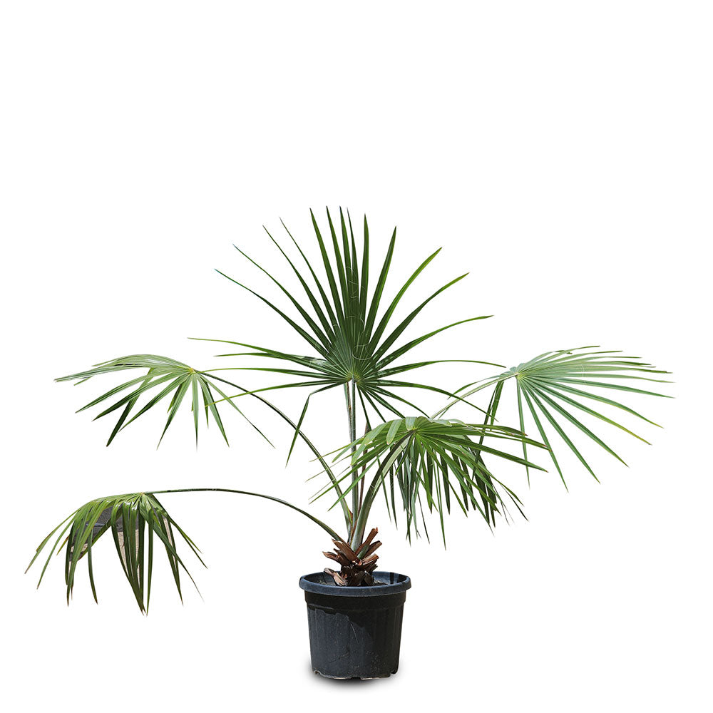 BISMARKIA 80CM نخيل البيسماركيا