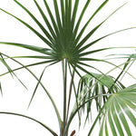 BISMARKIA 80CM نخيل البيسماركيا