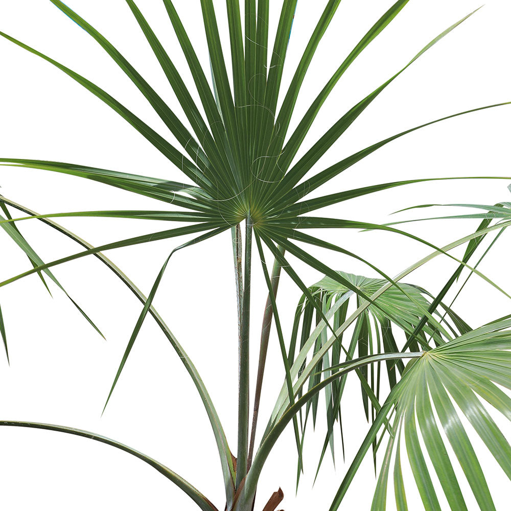 BISMARKIA 80CM نخيل البيسماركيا