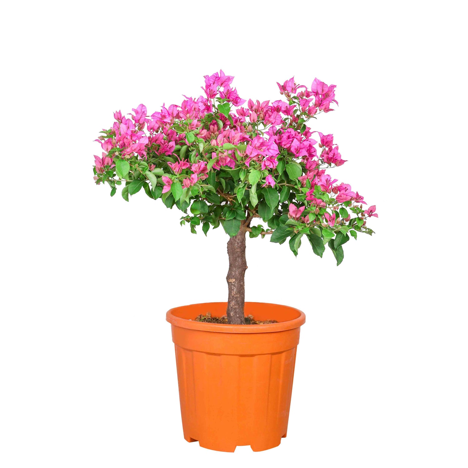 BOUGAINVILLEA MESCOLARE - جهنمية (مجنونة) ميسكولاري 