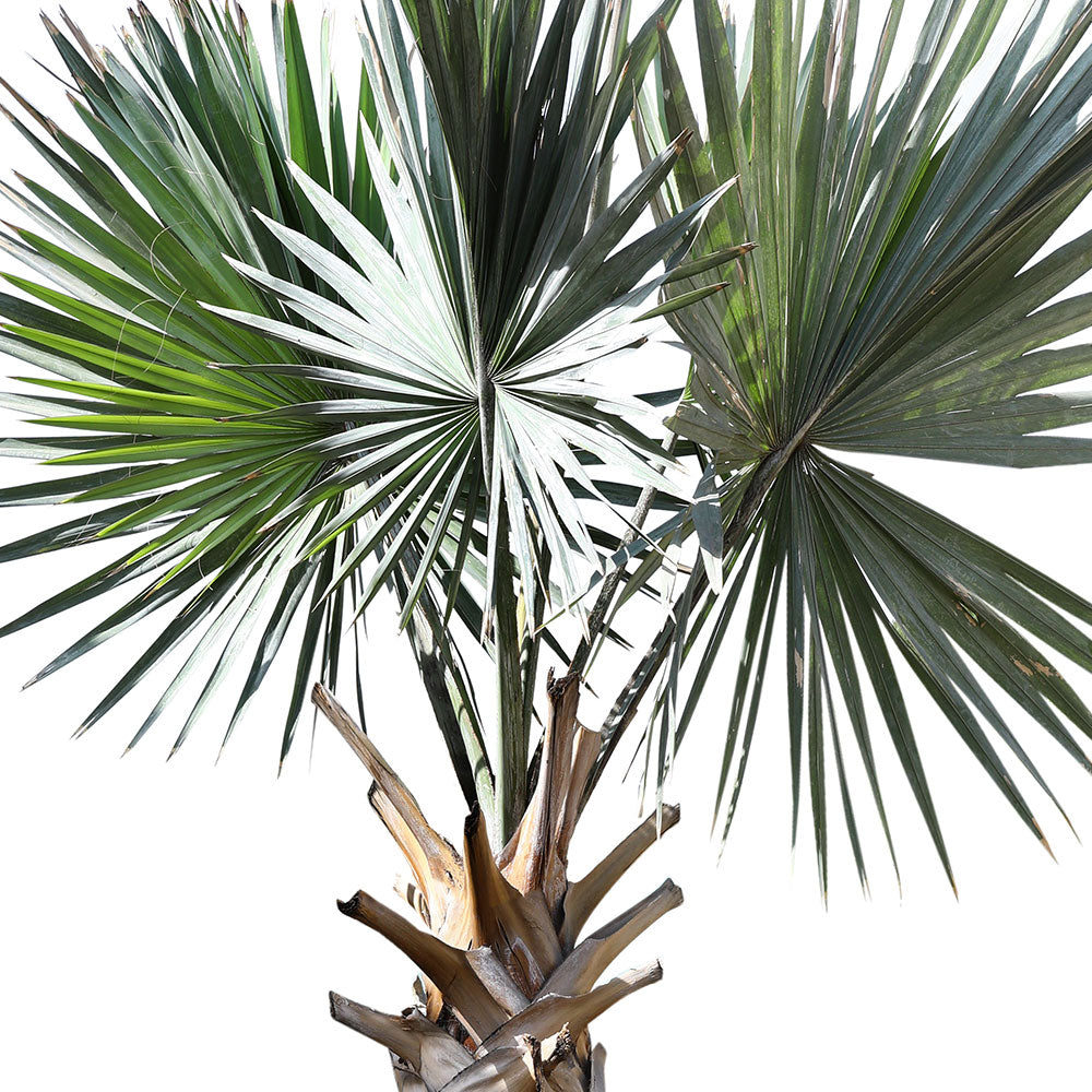 CHAMAEROPS HUMILIS V.35 نخيل شاميروبس 