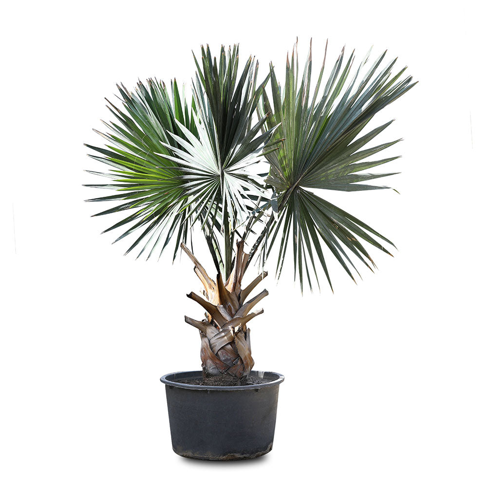 CHAMAEROPS HUMILIS V.35 نخيل شاميروبس 