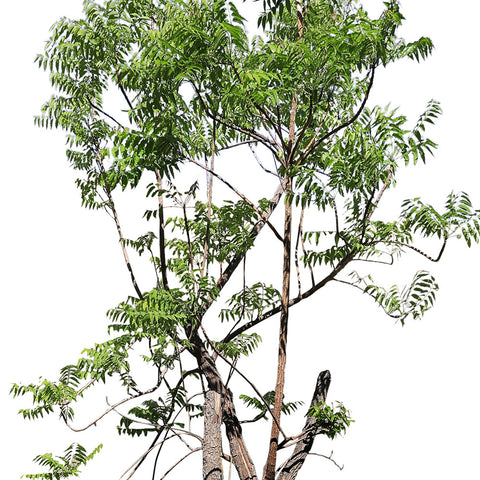 AZADIRACHTA INDICA/ NEEM  شجرة النيم