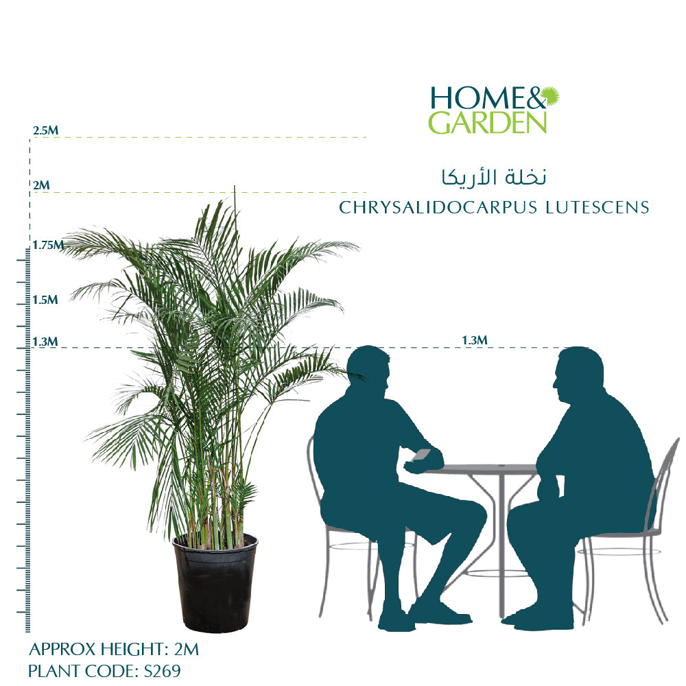 كريساليدوكاربوس لوتيسنس (نخيل الأريكا)