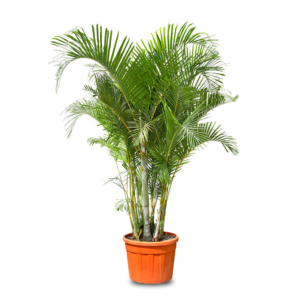 نخلة أريكا (DYPSIS LUTESCENS) H 1-MTR أريكا