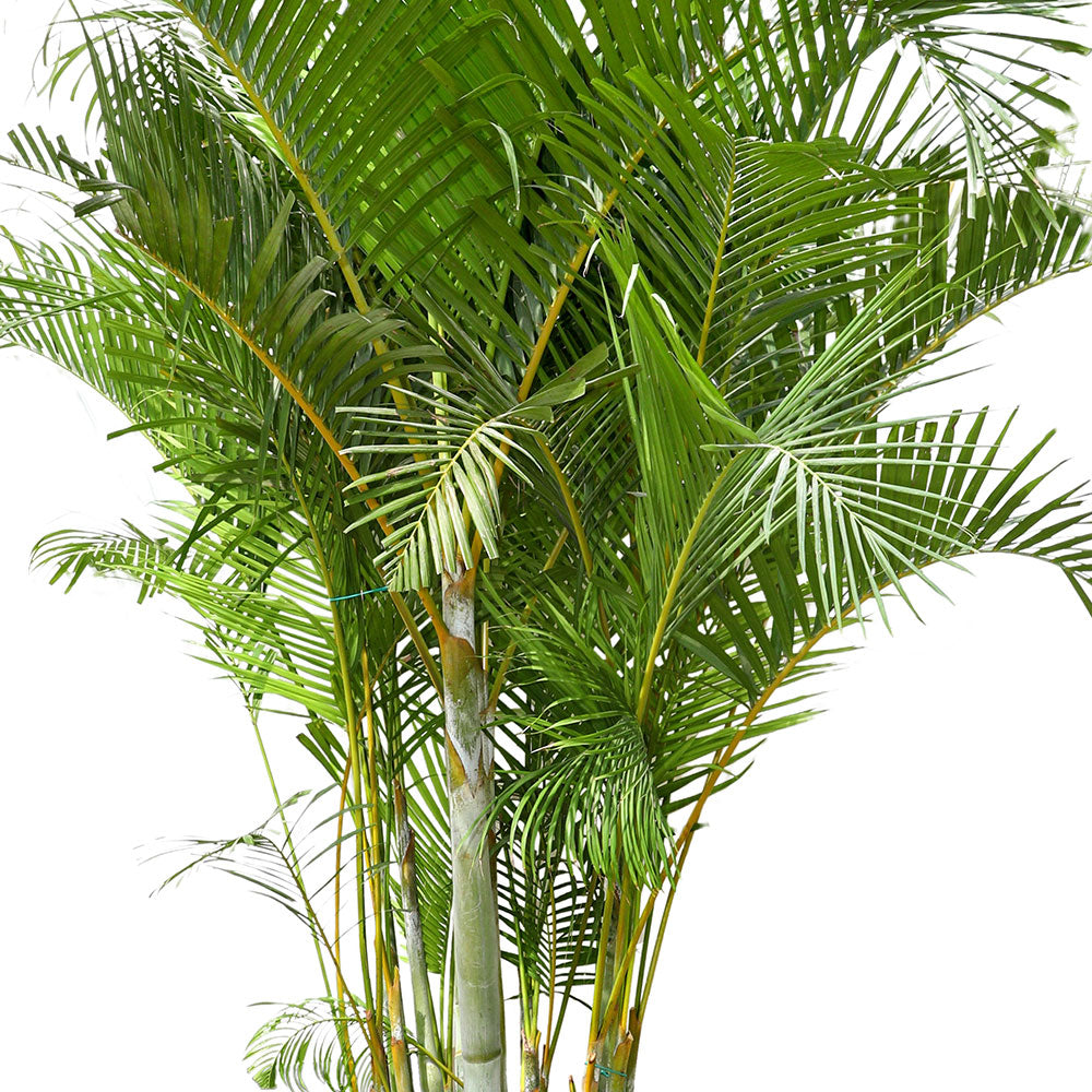 نخلة أريكا (DYPSIS LUTESCENS) H 1-MTR أريكا