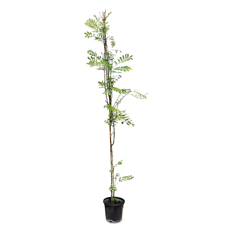 CAESALPINIA PULCHERRIMA 3 MTR نبتة قيسالبينيا بولشيريما 