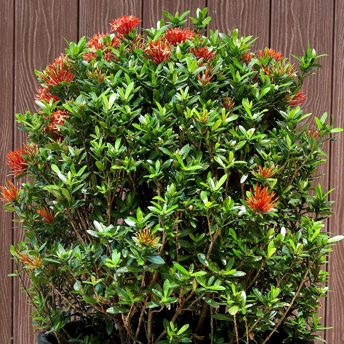 IXORA CHINESIS RED/ORANGE - إكزورا تشينينسيس