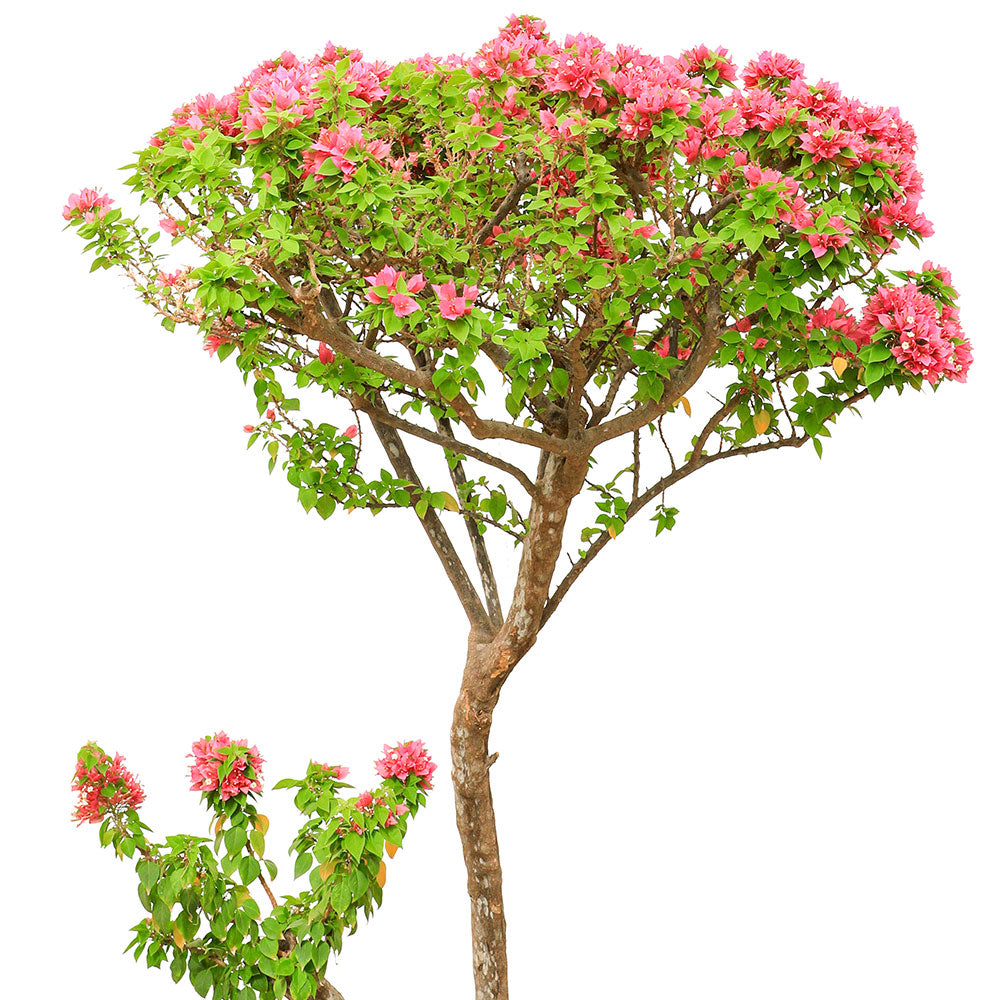 BOUGAINVILLEA CATANIA BONSAI 2-2.5 M جهنمية (مجنونة) كاتانيا