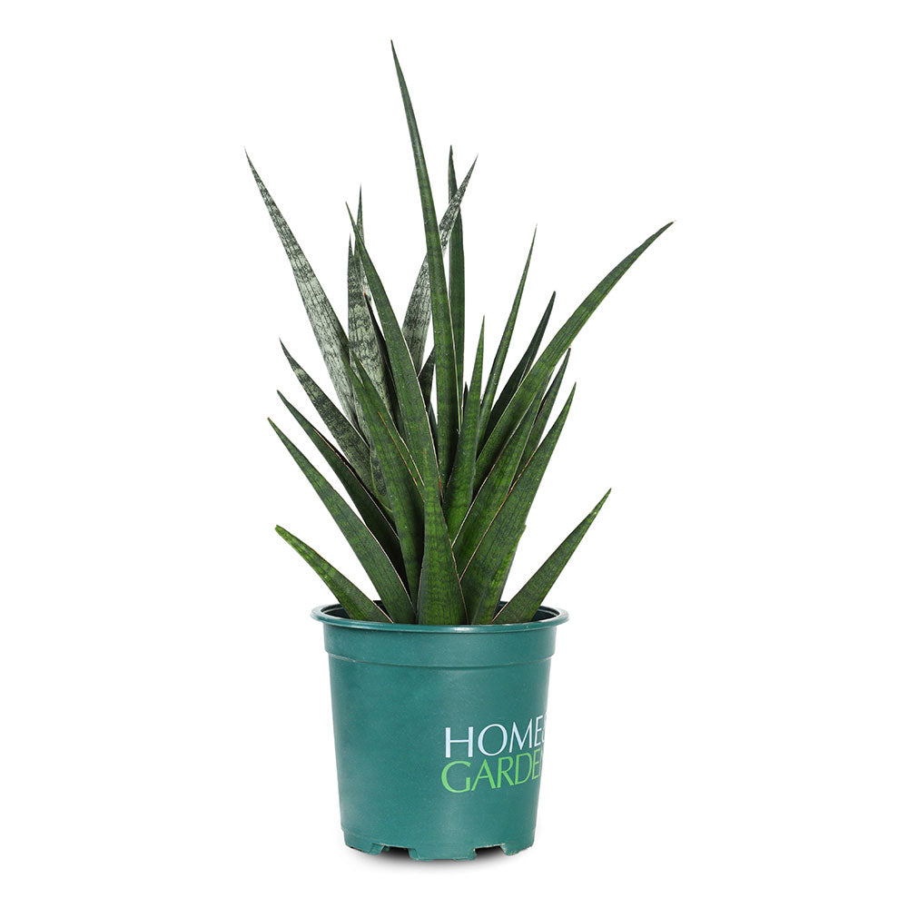 SANSEVERIA FRANCISII - سانسيفيريا فرانسيسي