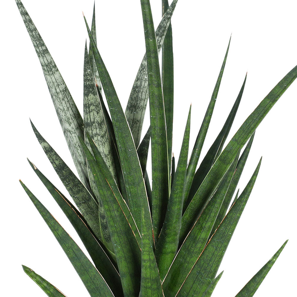 SANSEVERIA FRANCISII - سانسيفيريا فرانسيسي