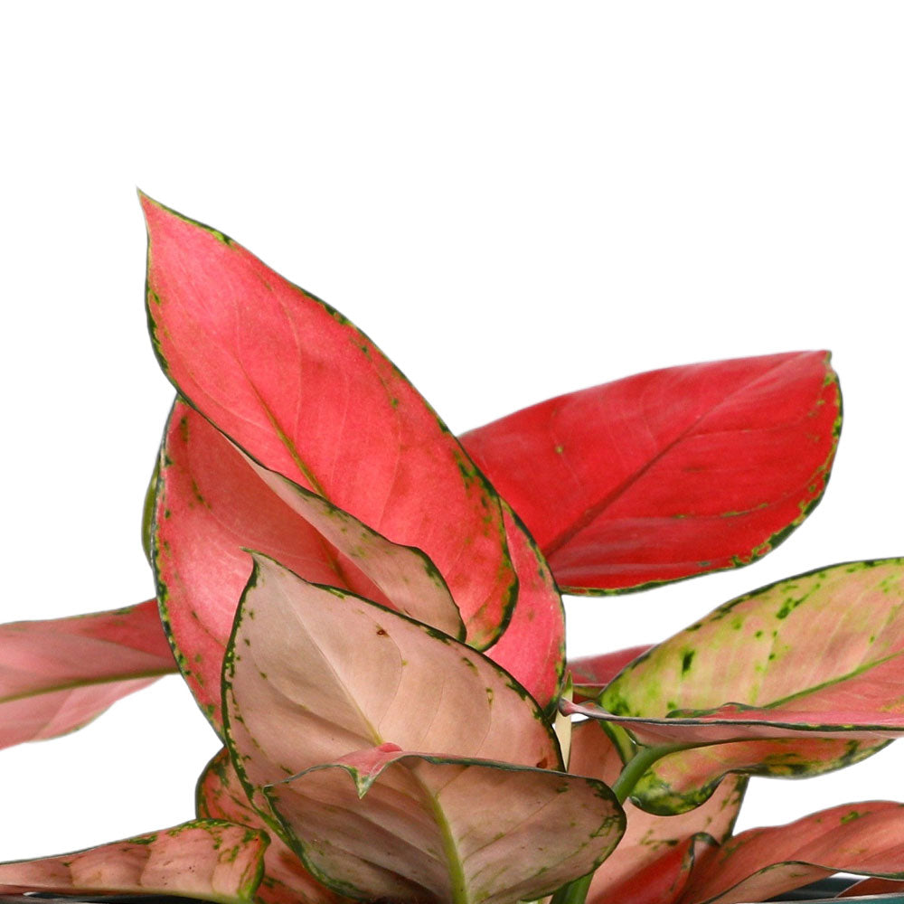 AGLAONEMA LADY VALENTINE - أجلونيما ليدي فالنتين