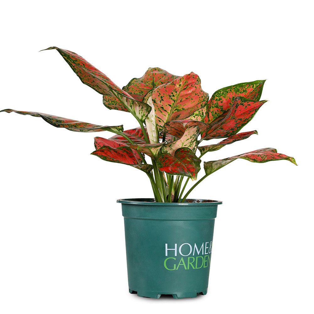 AGLAONEMA ANYANMANEE - أجلونيما أنيانماني