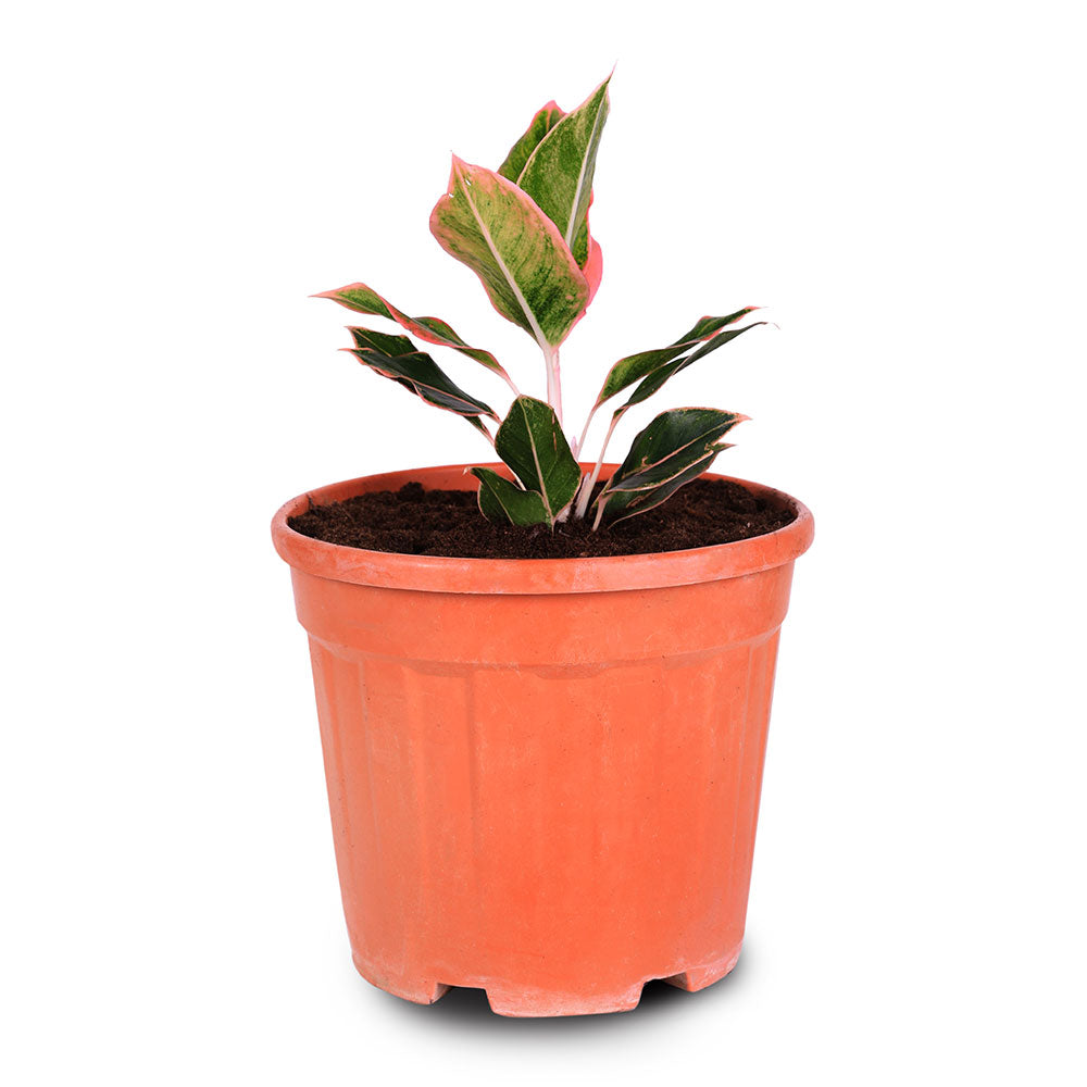 AGLAONEMA PINK PANAMA - برونيما بينك بنما 