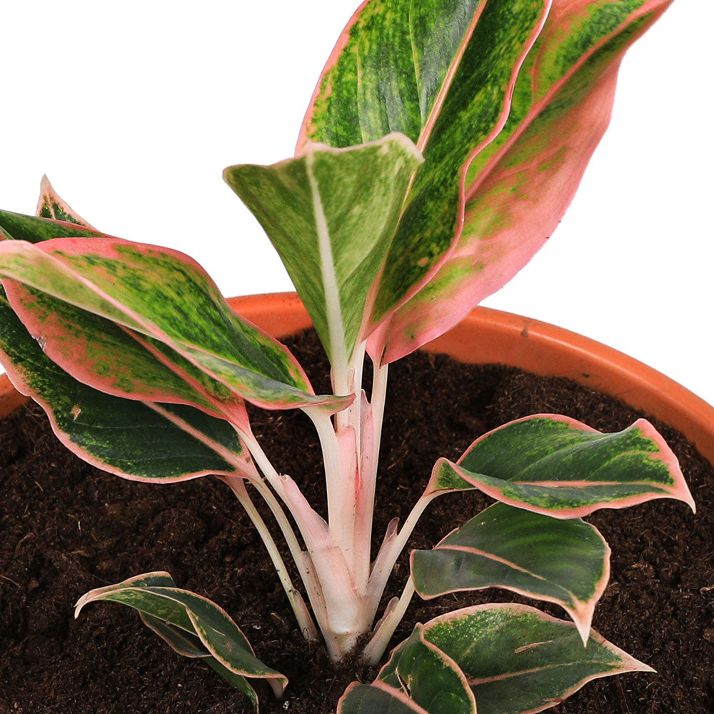 AGLAONEMA PINK SIAM - أجلونيما بينك سيام