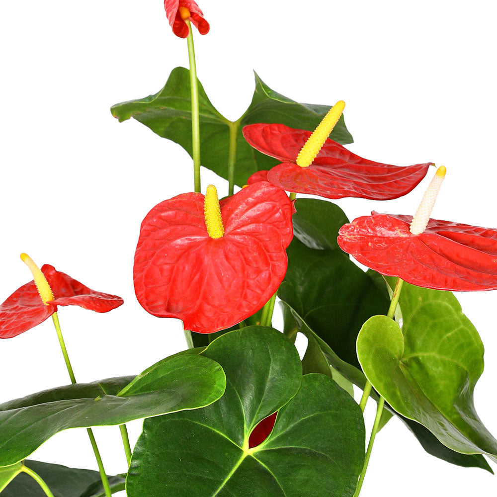 ANTHURIUM ANDREANUM (FLAMINGO FLOWER) أنثوريوم