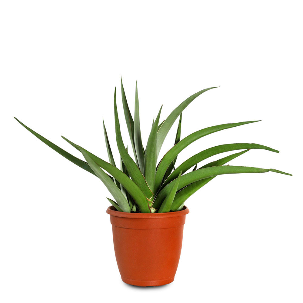 SANSEVERIA CYLINDRICA - سانسيفيريا سيليندريكا