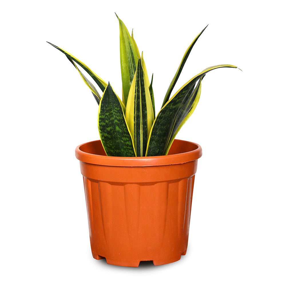 SANSEVIERIA GOLD FLAME - سانسيفيريا الذهبية