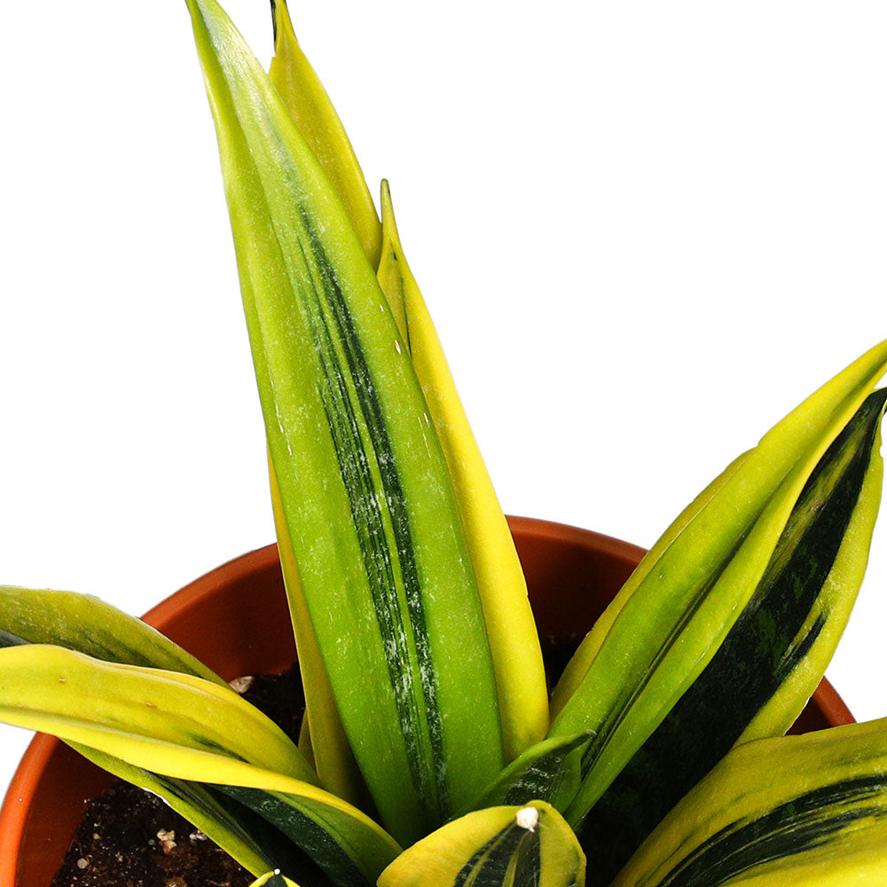 SANSEVIERIA GOLD FLAME - سانسيفيريا الذهبية